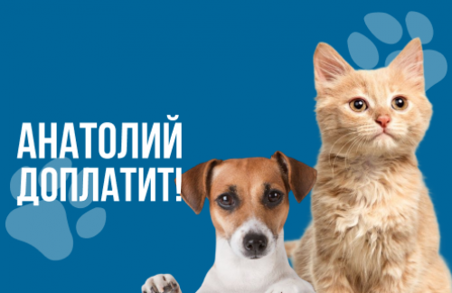 🔥Анатолий доплатит! Кастрация, стерилизация от 60р, вакцинация, обрезка когтей, чистка зубов от 8р в "ВеТеТа клиник"